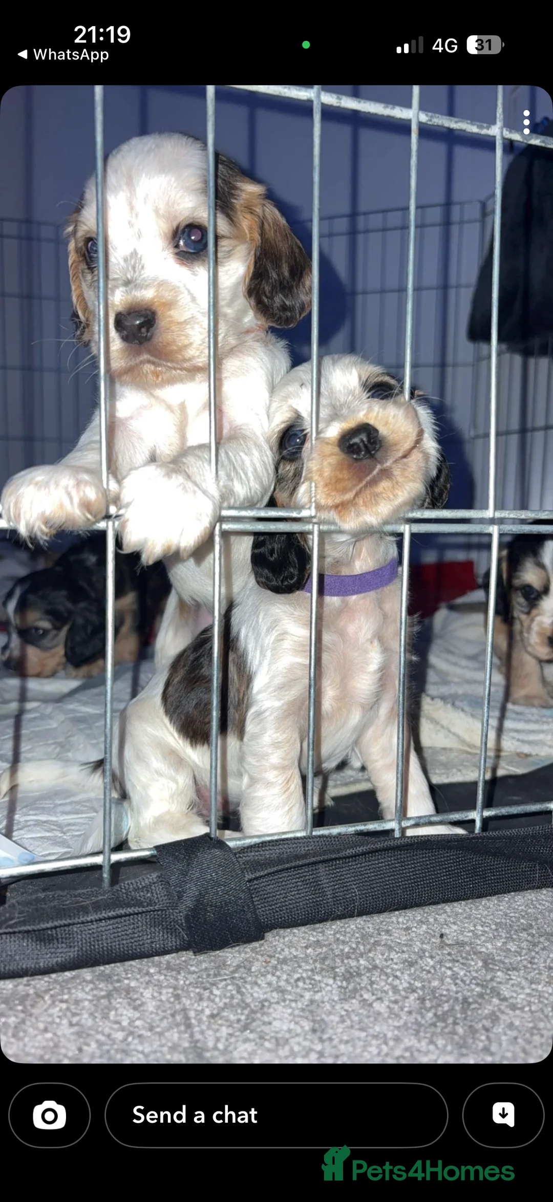 Cocker Spaniel dogs for sale: Showtype Cocker spaniel pups KC registered  - Advert 7