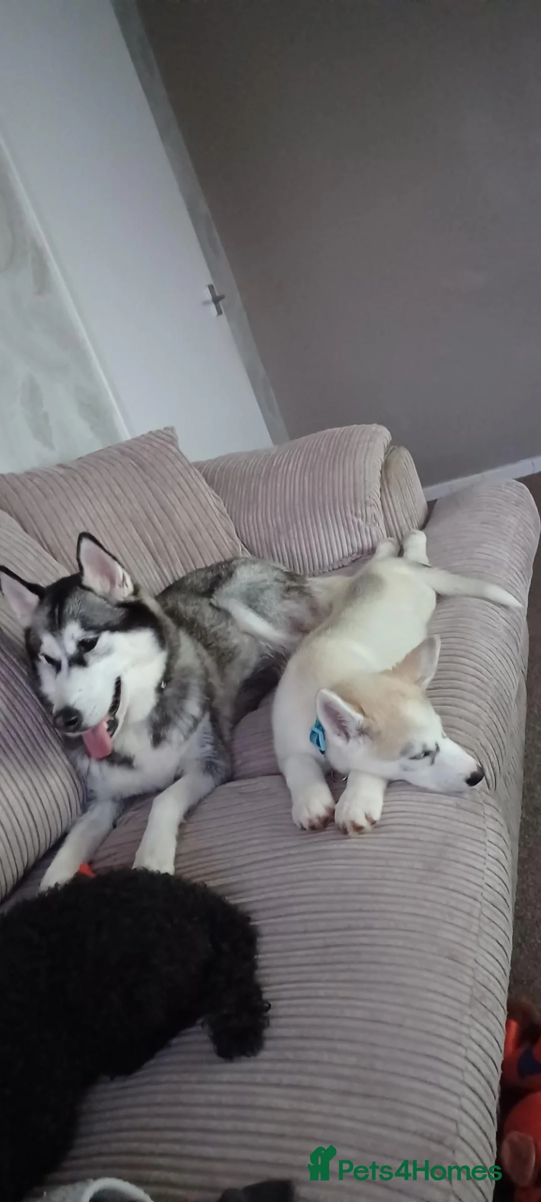 Siberian Husky dogs for sale: 1 female husky puppy in Leeds - Advert 2
