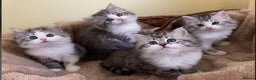 Mixed Breed cats for sale: Beautiful grey fluffy tabby kittens  - Advert 1
