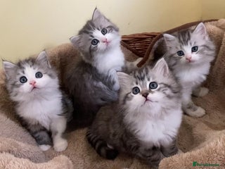 Mixed Breed cats Beautiful grey fluffy tabby kittens - Advert 2