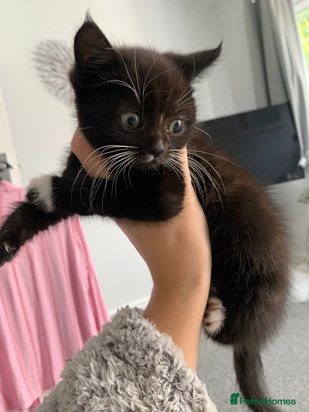 Mixed Breed cats for sale: Beautiful Female Kitten Looking for Forever Home - Image 2