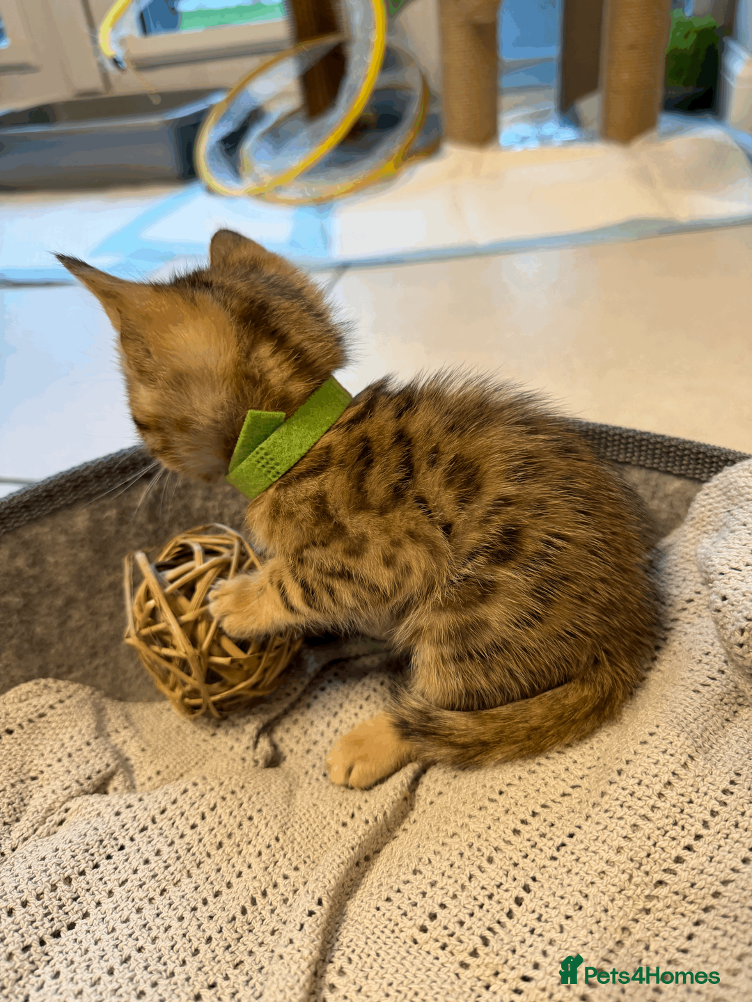 Bengal cats for sale: 🐾 Purebred Bengal Kittens for Sale 🐾 - Advert 15