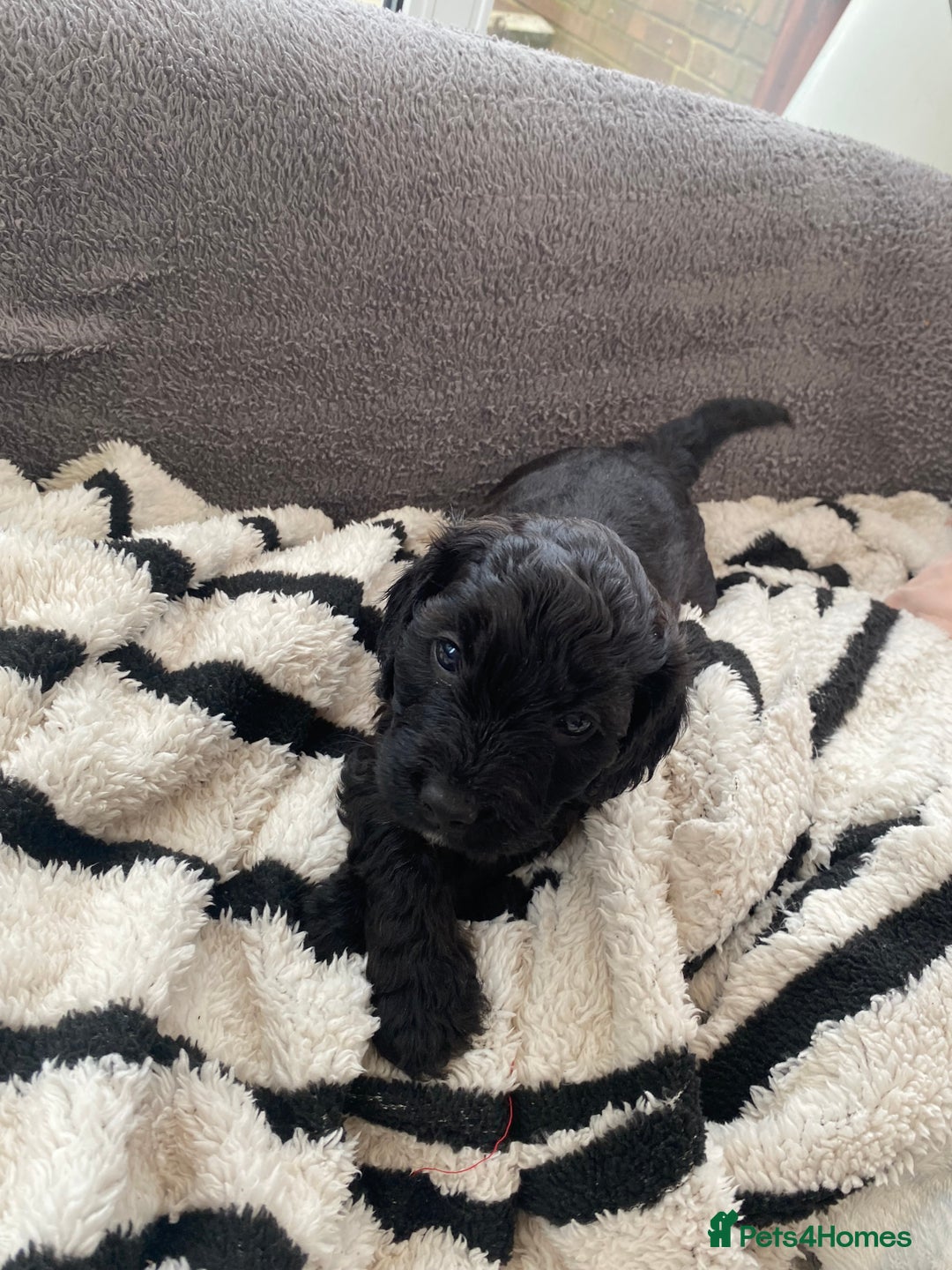 Cavapoo dogs for sale: Stunning cavapoo pups  - Advert 23