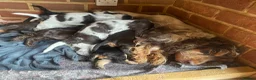 Cocker Spaniel dogs for sale: Lovely show Cocker spaniel puppies 🐶  - Advert 12