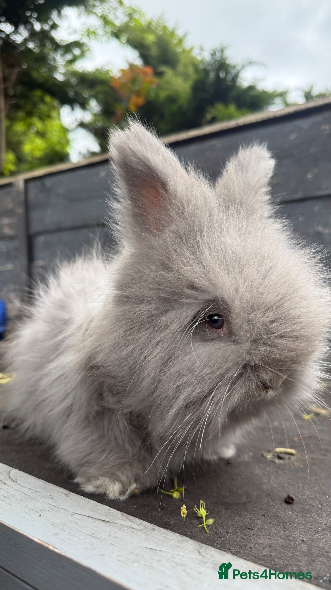 Angora rabbits Beautiful Full Faced English Angora Boy - Advert 5