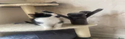 European cats for sale: Female kitten  - Advert 4