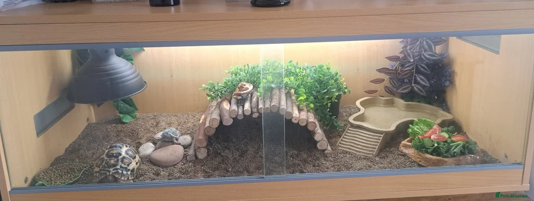 Tortoise reptiles for sale: Tortoise  in Bishop Auckland - Advert 5