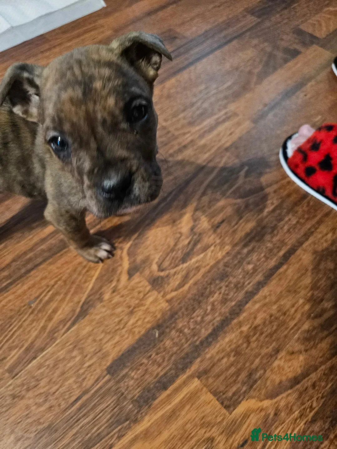 Mixed Breed dogs for sale: Cane Corso/ Presa Canario mix in Glasgow - Advert 2
