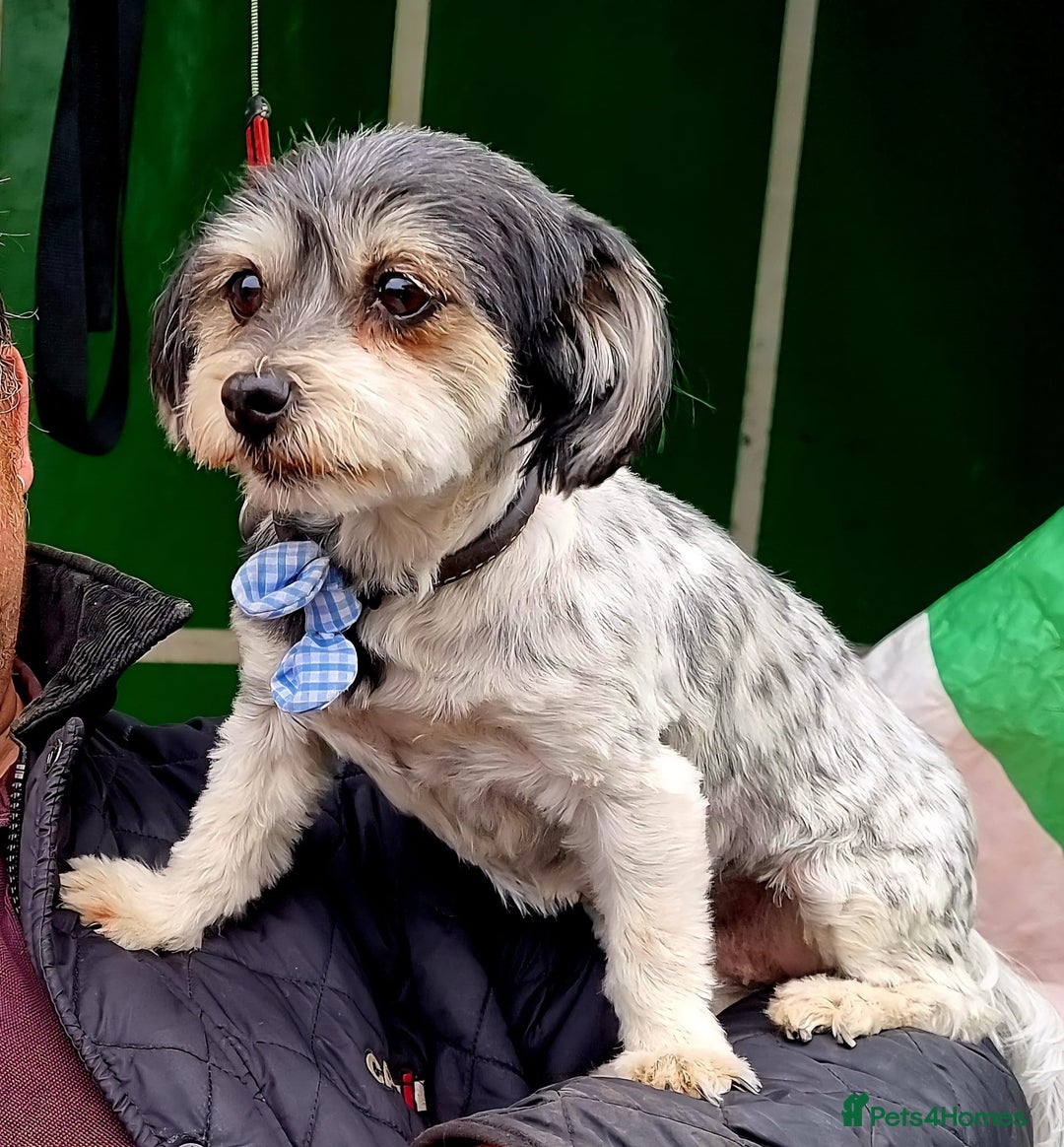 Maltese dogs for sale: Maltese Cross Puppies - Advert 5