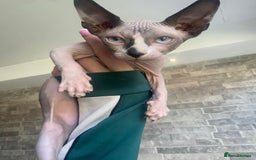 Sphynx cats for sale: 🐾 2 Adorable Male Sphynx Kittens 🐾 - Image 4