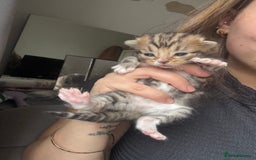 Mixed Breed cats for sale: *ONE LEFT* Beautiful long hair kittens - Advert 20