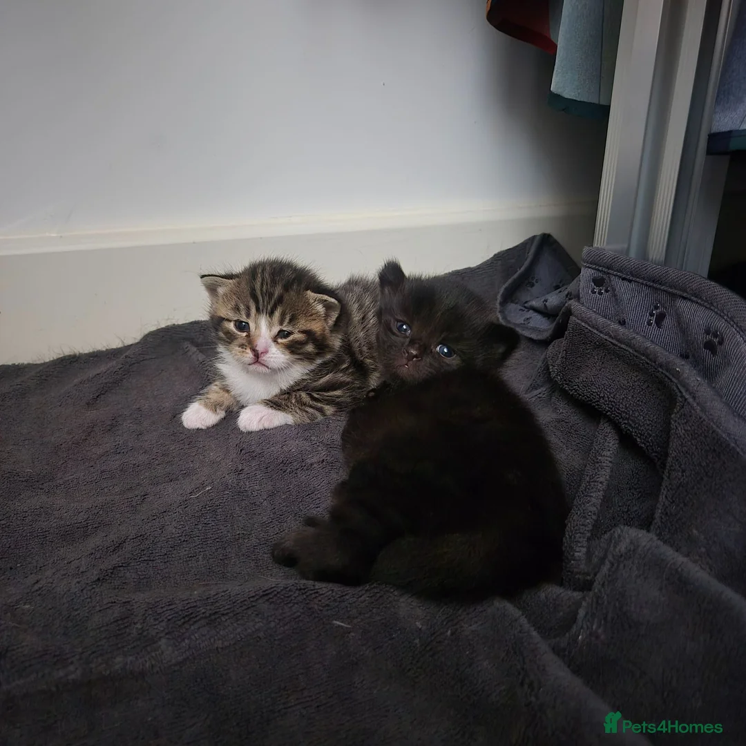 Mixed Breed cats for sale: 2 kittens - to stay together - Advert 5