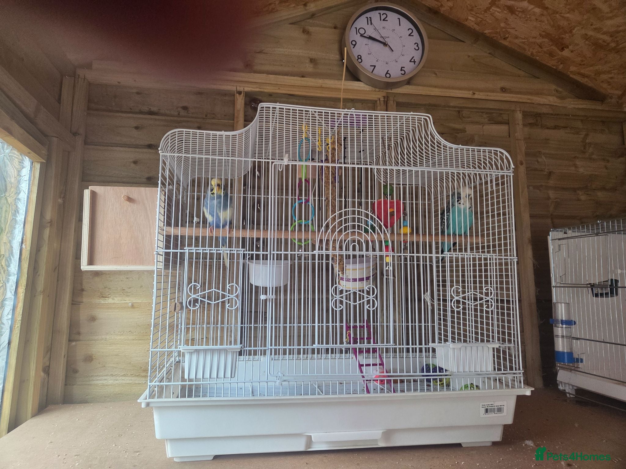 Budgerigars birds 2x budgies for sale - Advert 1