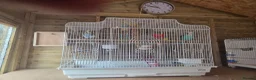 Budgerigars birds for sale: 2x budgies for sale - Advert 1