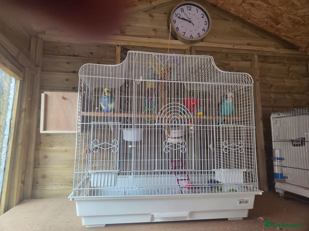 Budgerigars birds for sale: 2x budgies for sale - Advert 1