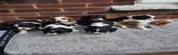 Cavalier King Charles Spaniel dogs for sale: Beautiful Cavalier King Charles Spaniel 7 Puppies - Advert 12
