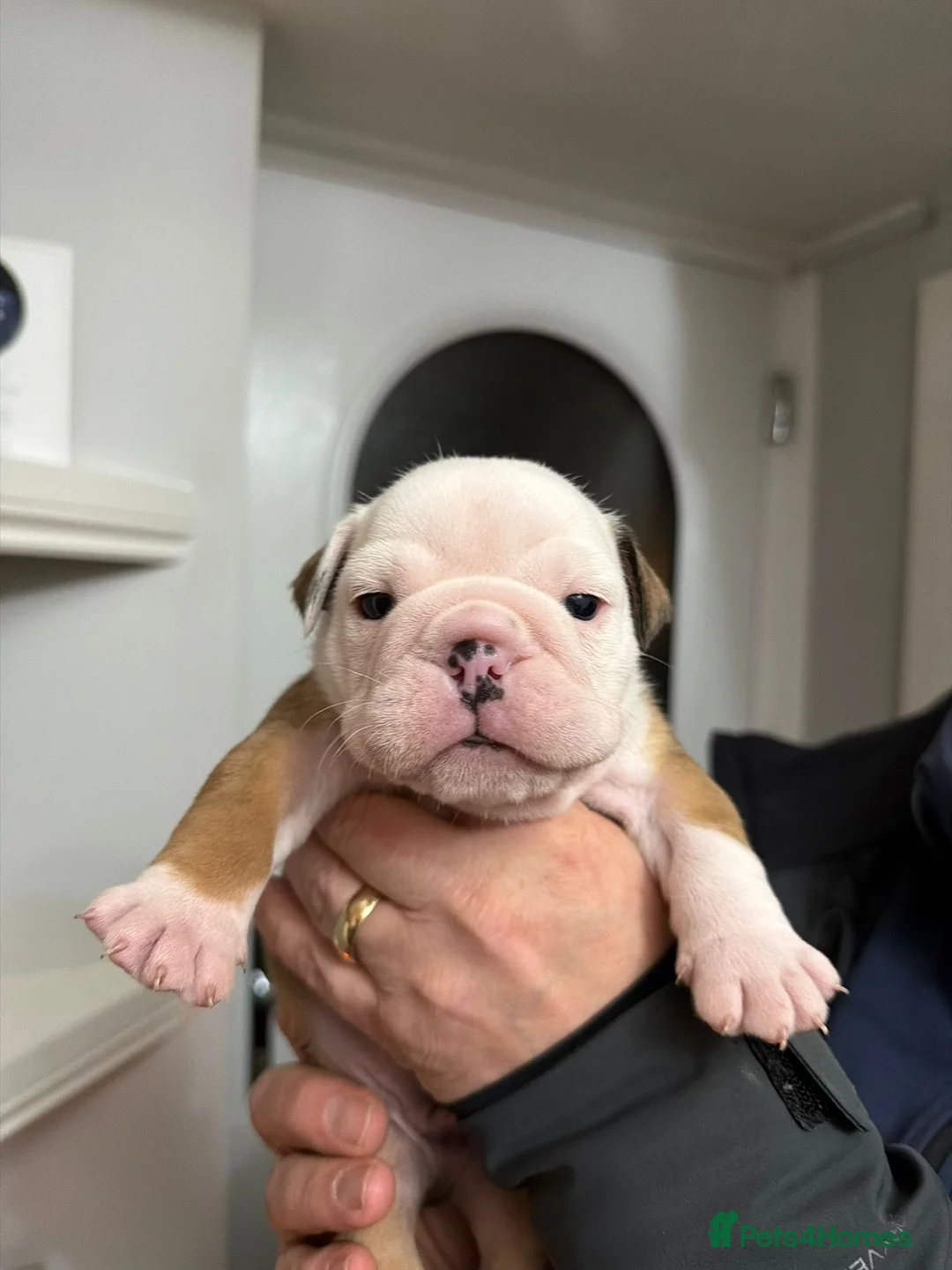 English Bulldog dogs for sale: *2 Boys* Bulldog Puppies - KC Standard/Registered - Advert 9