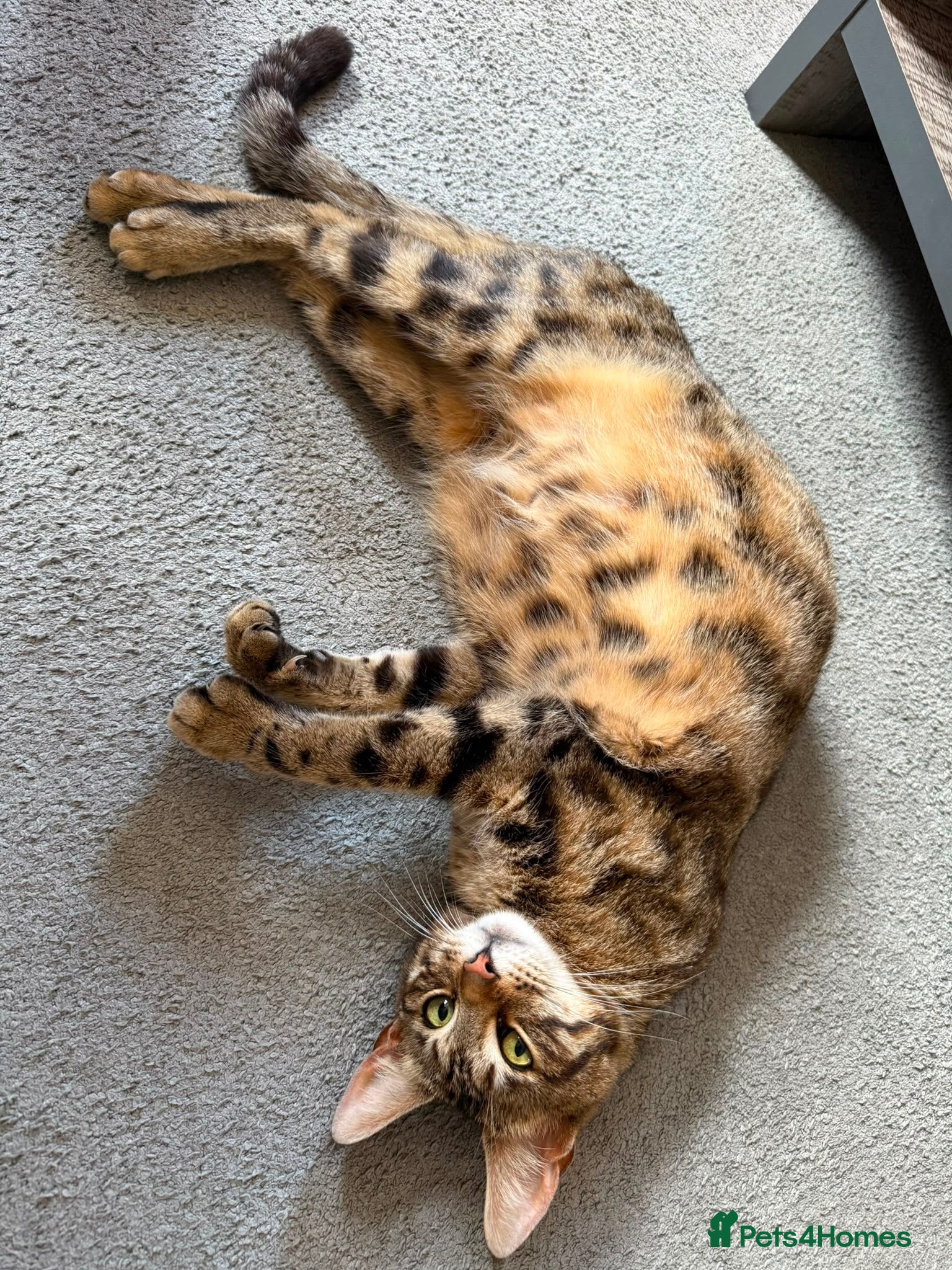 Bengal cats Bengal X Maine Coon Kittens - Advert 2