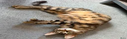 Bengal cats for sale: Bengal X Maine Coon Kittens - Advert 1