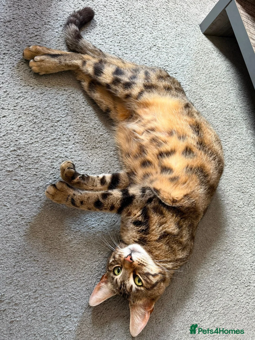 Bengal cats for sale: Bengal X Maine Coon Kittens - Advert 1