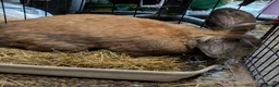 Continental Giant rabbits for sale: Bilbo in Glasgow - Advert 5