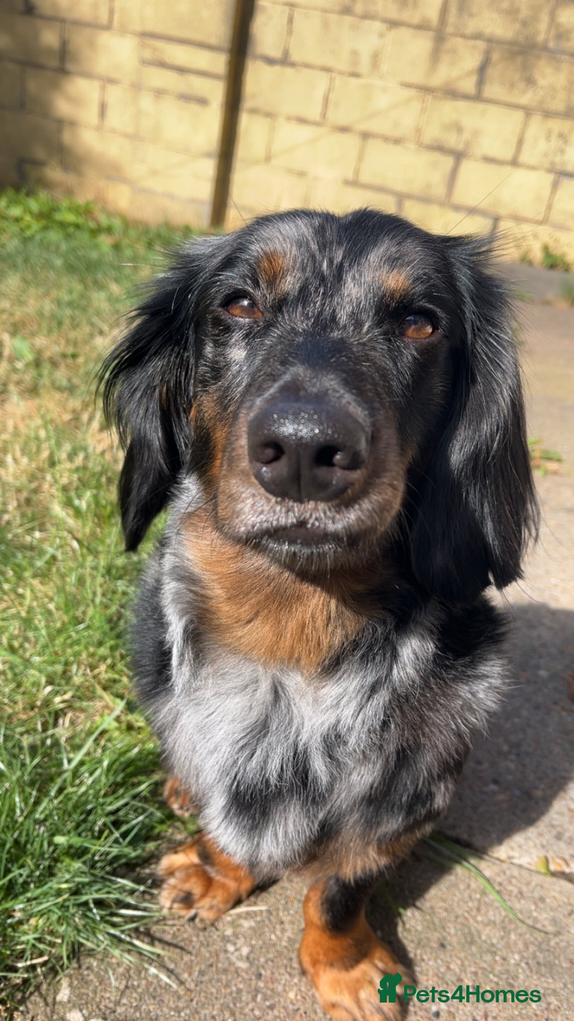 Dachshund dogs Long haired dachshund male - Rolo - Advert 1