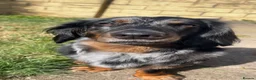 Dachshund dogs for sale: Long haired dachshund male - Rolo - Advert 1