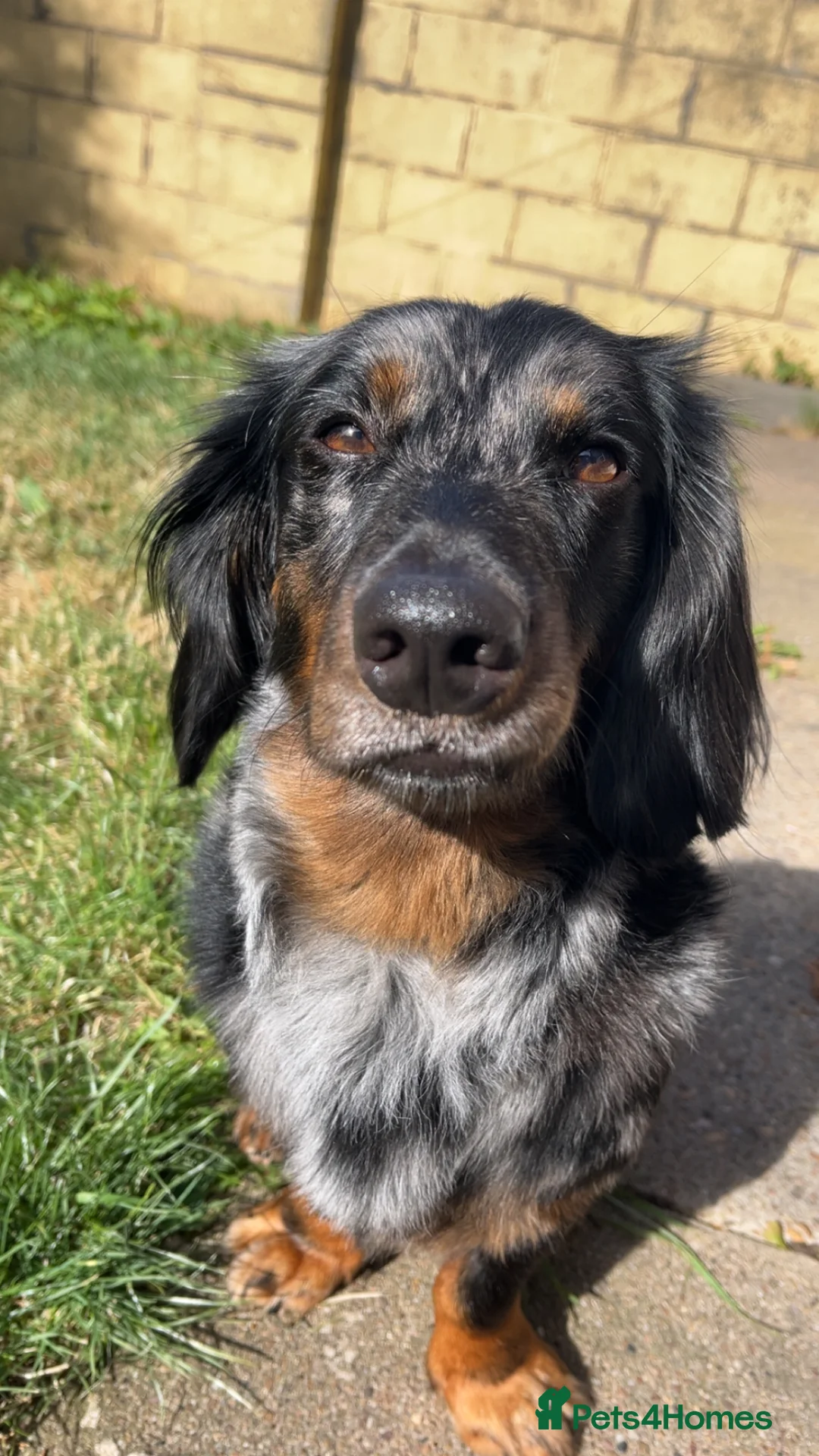 Dachshund dogs for sale: Long haired dachshund male - Rolo - Advert 1
