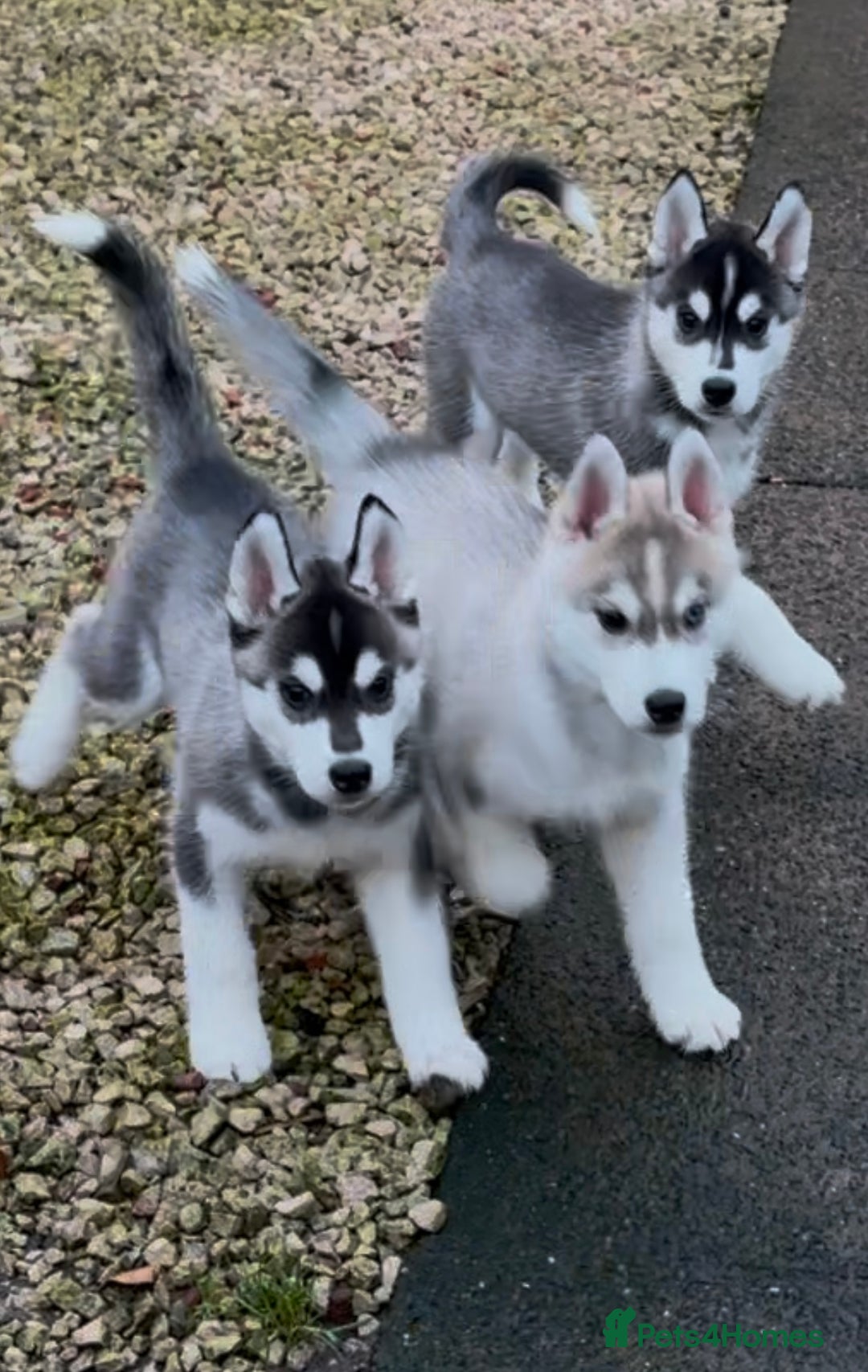 Siberian Husky dogs for sale: Beautiful Siberian Husky - Image 18