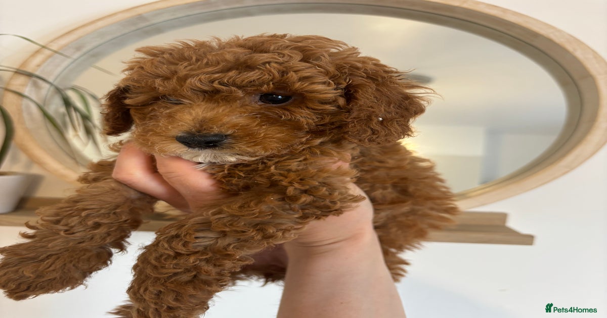 Red toy cockapoos- girls x2 left. Ready now for sale in Chester ...