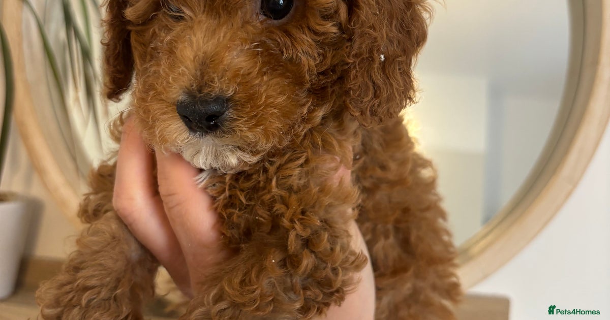 Red toy cockapoos- girls x2 left. Ready now for sale in Chester ...