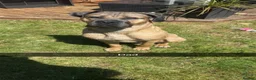Cane Corso dogs for sale: Cane corso pups  in Nuneaton - Advert 2