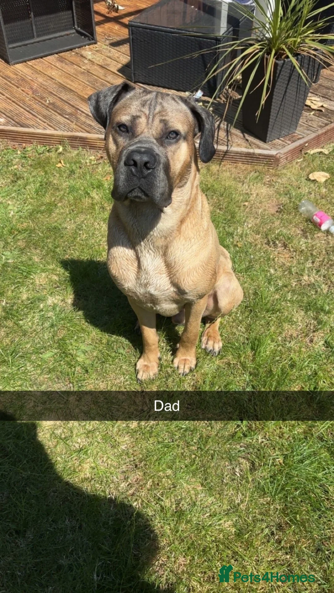 Cane Corso dogs for sale: Cane corso pups  in Nuneaton - Advert 2