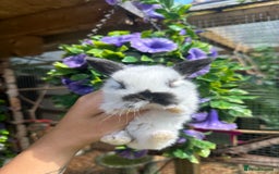 Mini Lop rabbits for sale: Cutest Baby Mini Lop Bunny’s  - Image 14