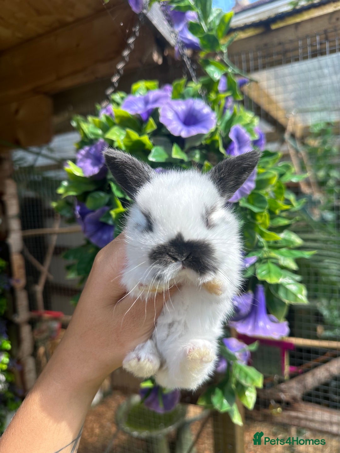 Mini Lop rabbits for sale: Cutest Baby Mini Lop Bunny’s  - Image 14