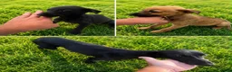 Whippet dogs for sale: BEAUTIFUL WHIPPET PUPS in Tilbury - Advert 1