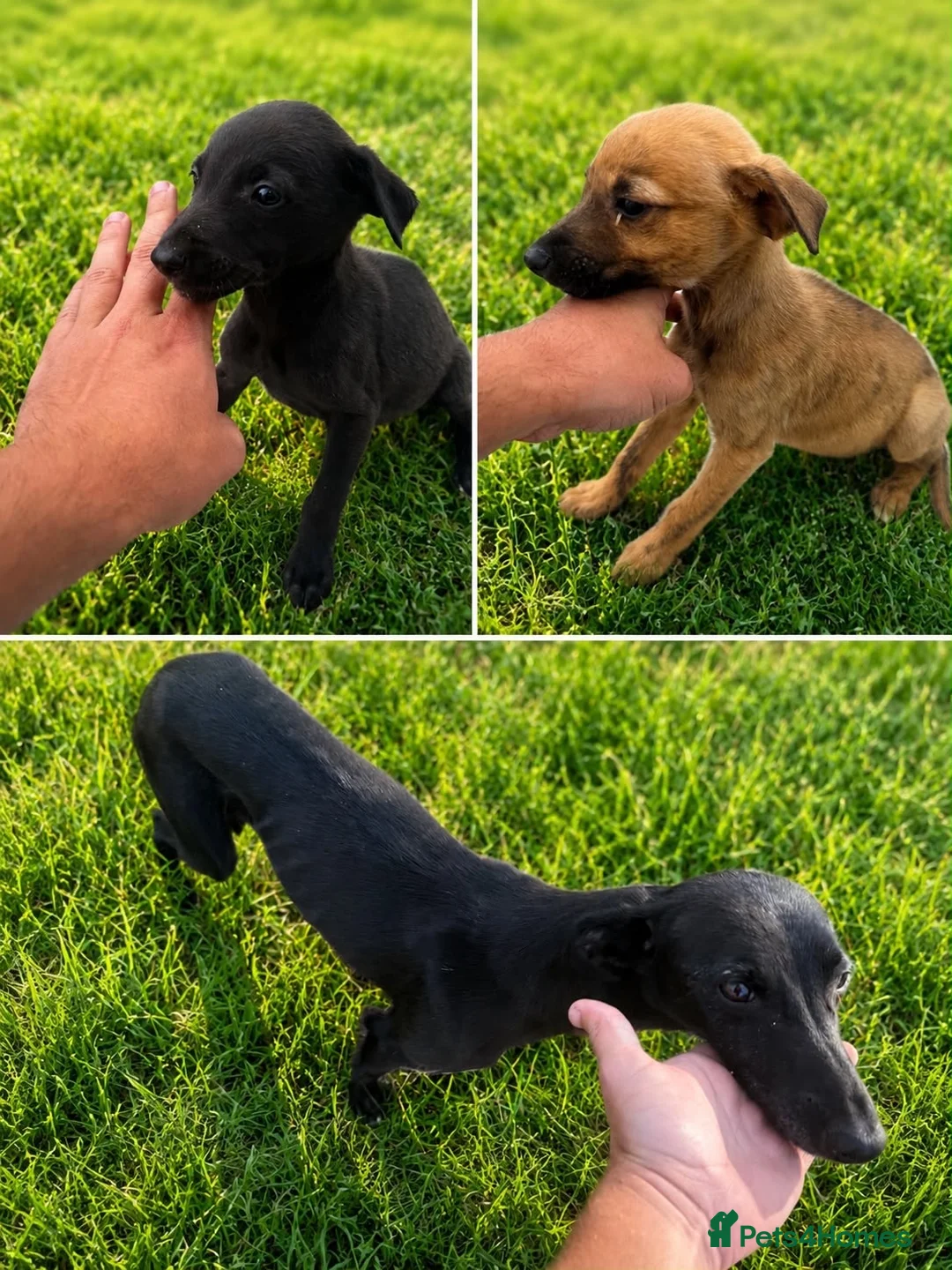 Whippet dogs for sale: BEAUTIFUL WHIPPET PUPS in Tilbury - Advert 1