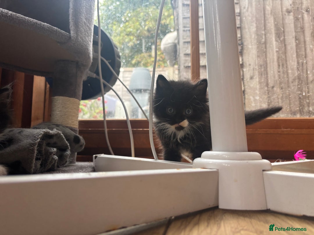Ragdoll cats for sale: Beautiful ragdoll looking for ther forever home  - Image 4