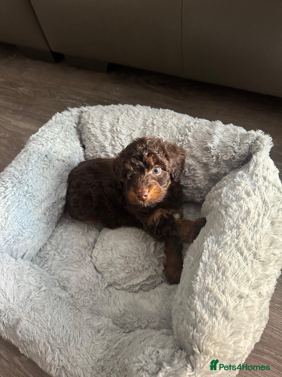 Cockapoo dogs for sale: Cockapoo  - Image 5