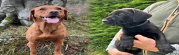 Labrador Retriever dogs for sale: KC Black Labrador puppy's  - Advert 1