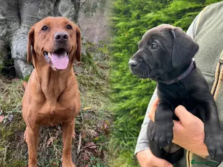Labrador Retriever dogs KC Black Labrador puppy's - Advert 2