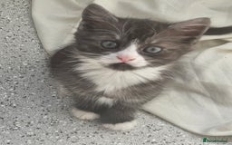 British Shorthair cats for sale: Lovely little British short haired kittens  - Image 4