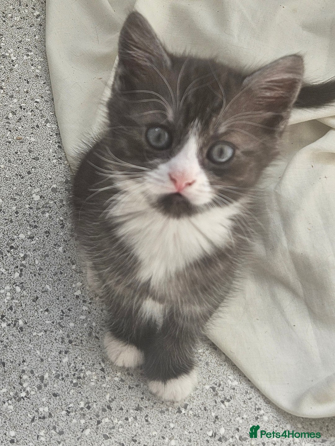 British Shorthair cats for sale: Lovely little British short haired kittens  - Image 4