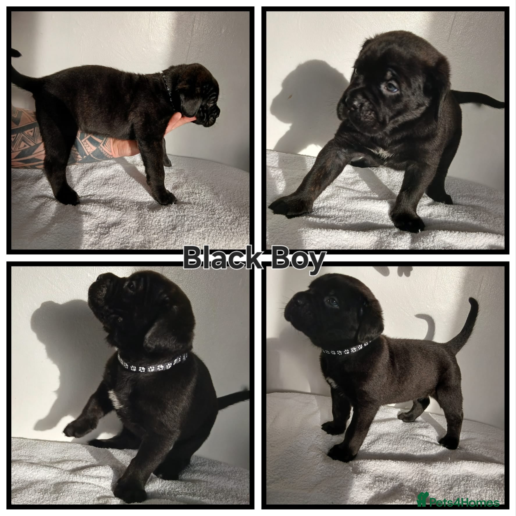 Cane Corso dogs Cane corso puppes - Advert 7