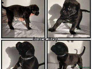 Cane Corso dogs Cane corso puppes - Advert 3