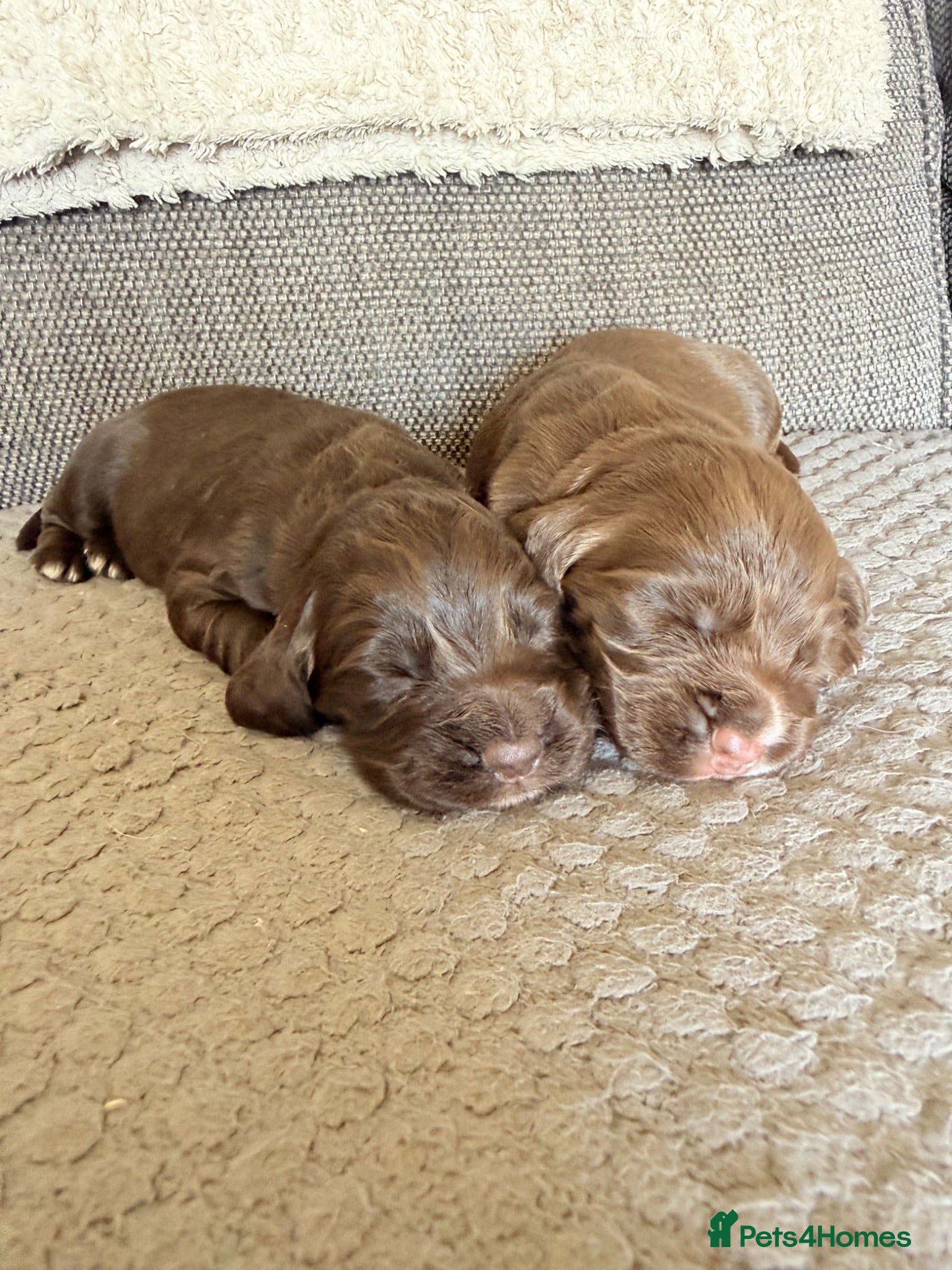 Cocker Spaniel dogs 6 beautiful little boys for sale  - Advert 2