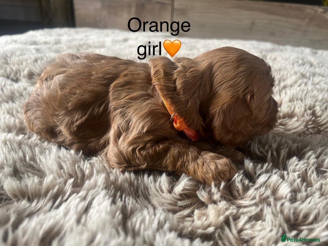 Cavapoo dogs for sale: ⭐️F1B COCKAPOO PUPS⭐️ - Image 6