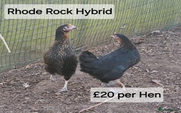 Chickens poultry for sale: Hybrid hens for sale - Image 3