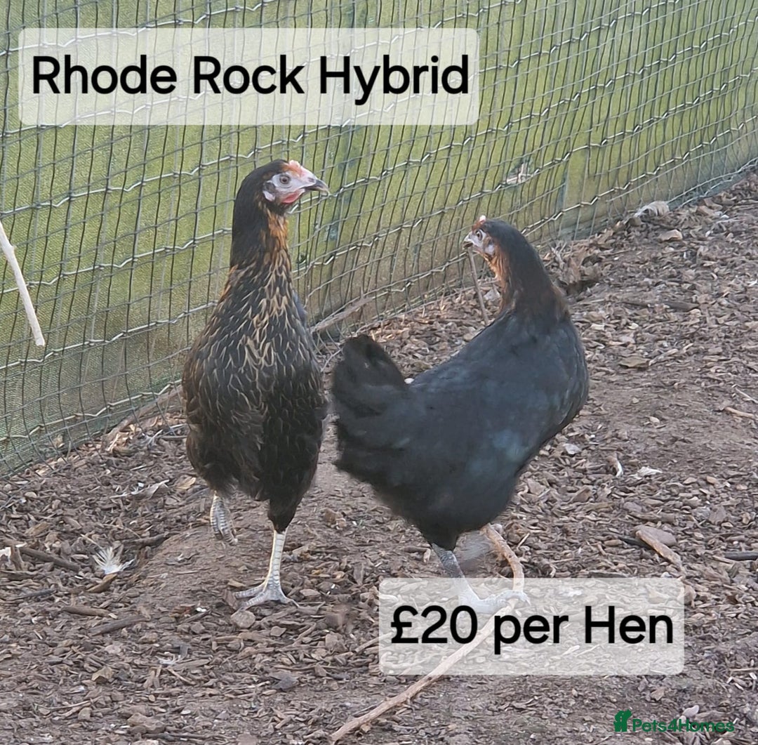 Chickens poultry for sale: Hybrid hens for sale - Image 3