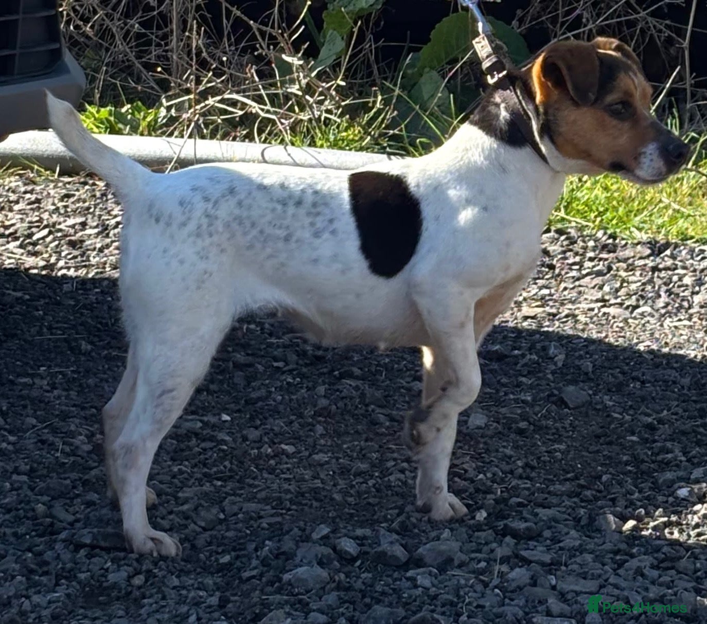 Jack Russell dogs Jack Russell puppies  - Advert 3